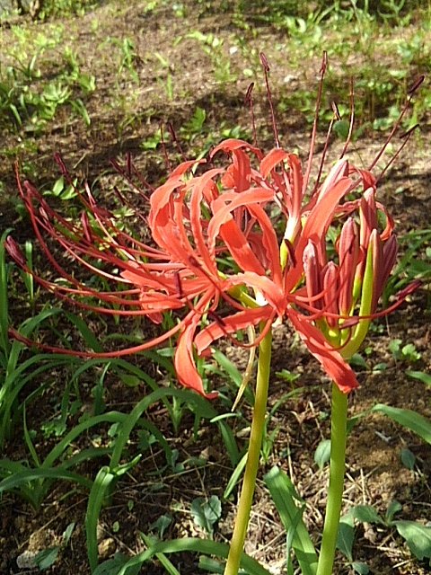 公園の高台のヒガンバナ