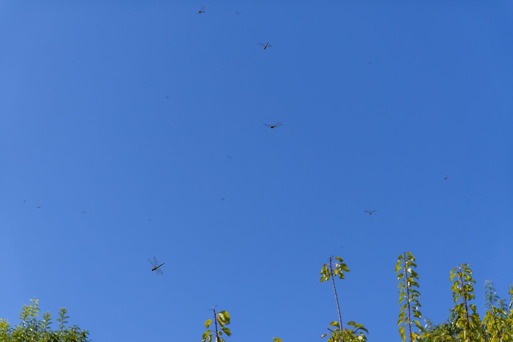 秋空のトンボ
