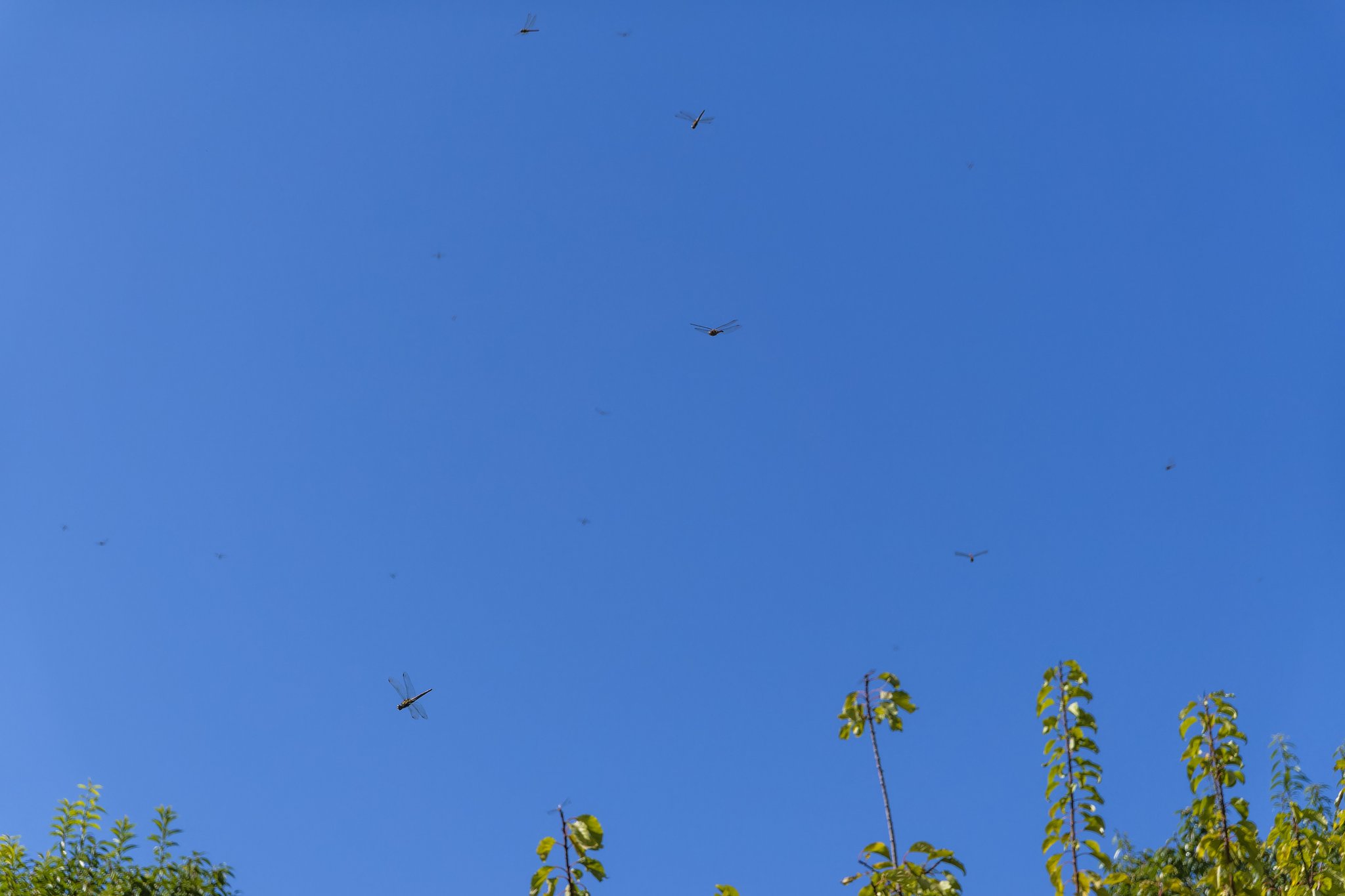 秋空のトンボ
