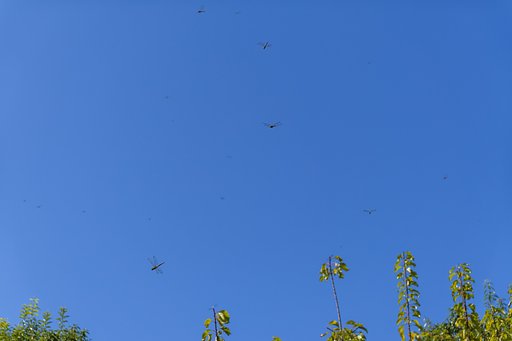 秋空のトンボ