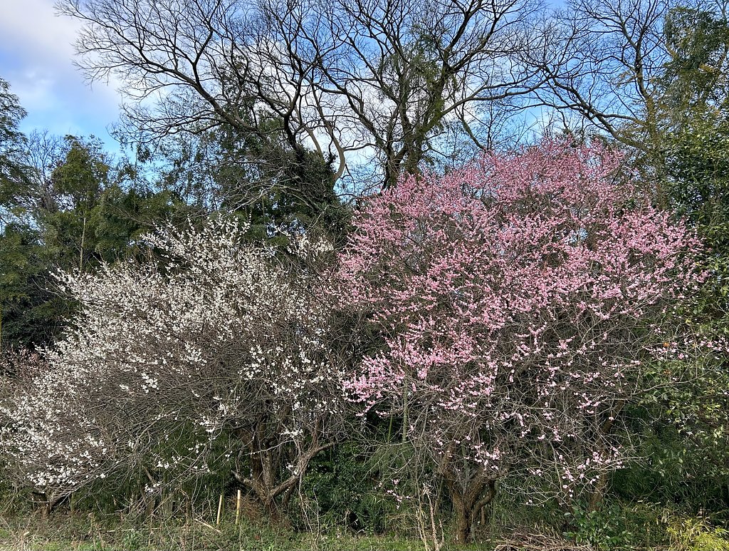 梅