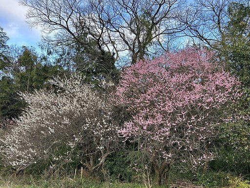 2月25日の写真