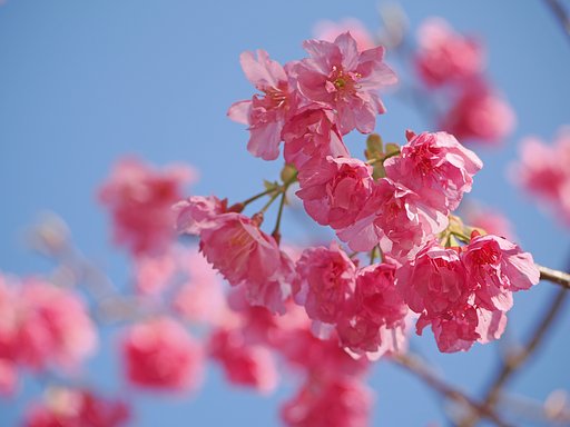 河津桜まつりーその２