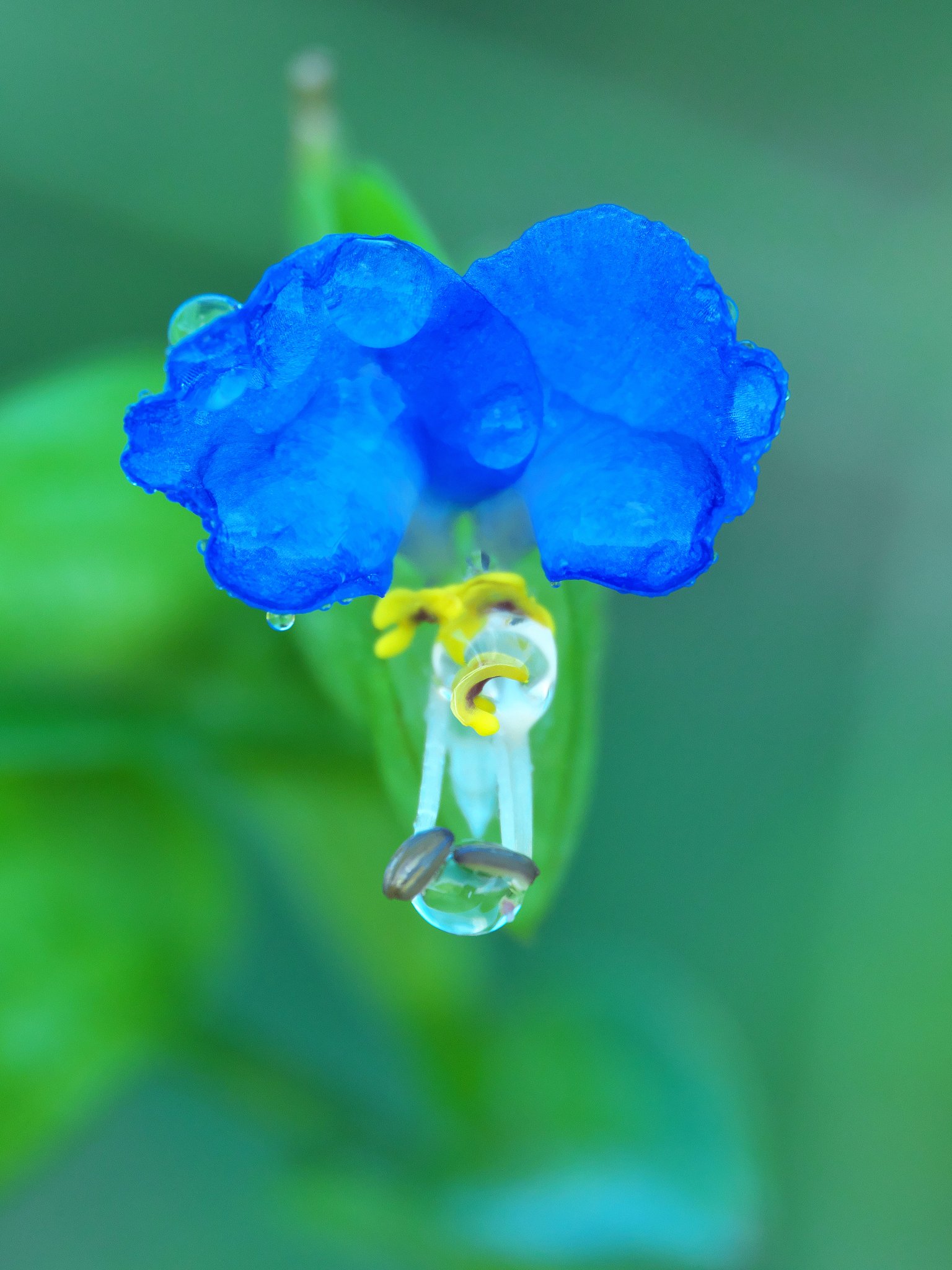 露草