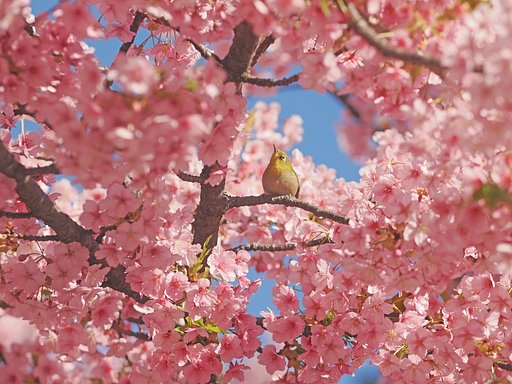 春を愛でる