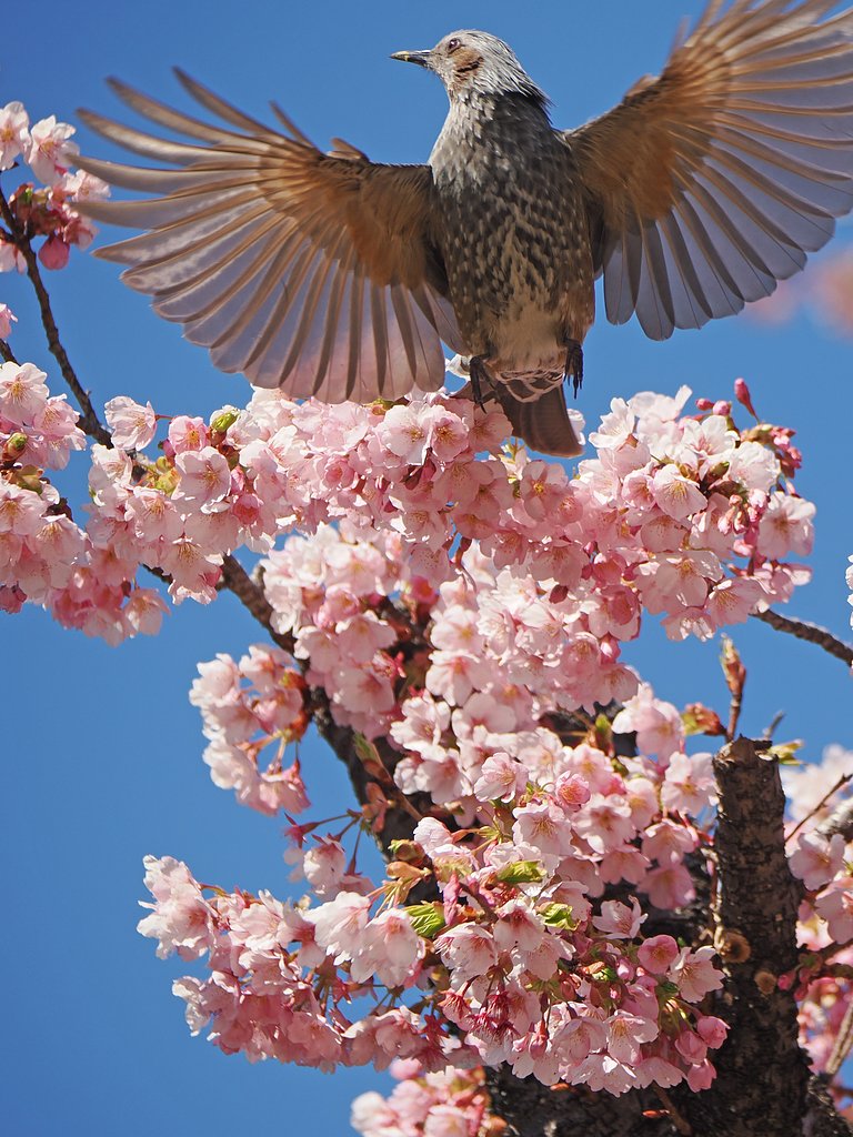 ジュディ・オング