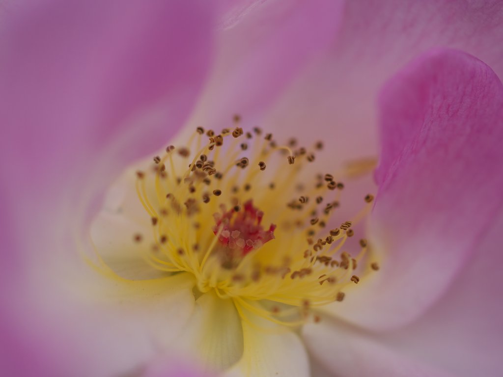 薔薇ふんわり２