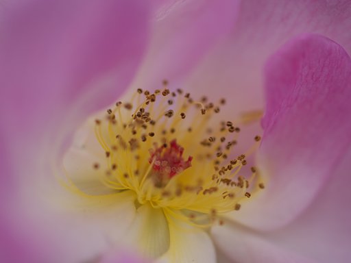 薔薇ふんわり２