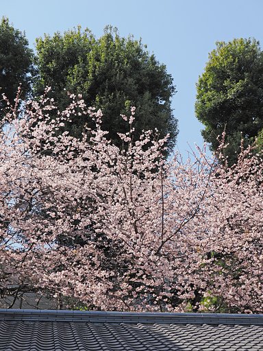 春の極み