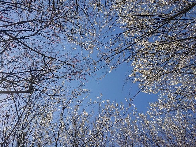 川崎城跡公園の梅の木と青空の組み合わせ