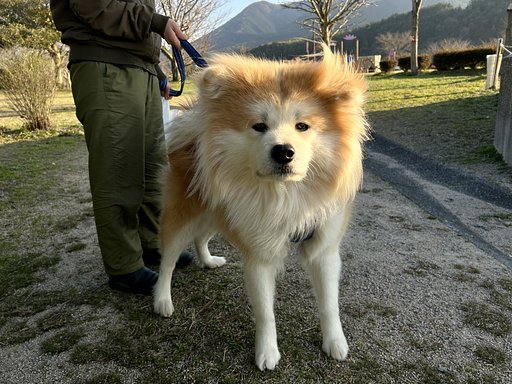 秋田犬　♀
