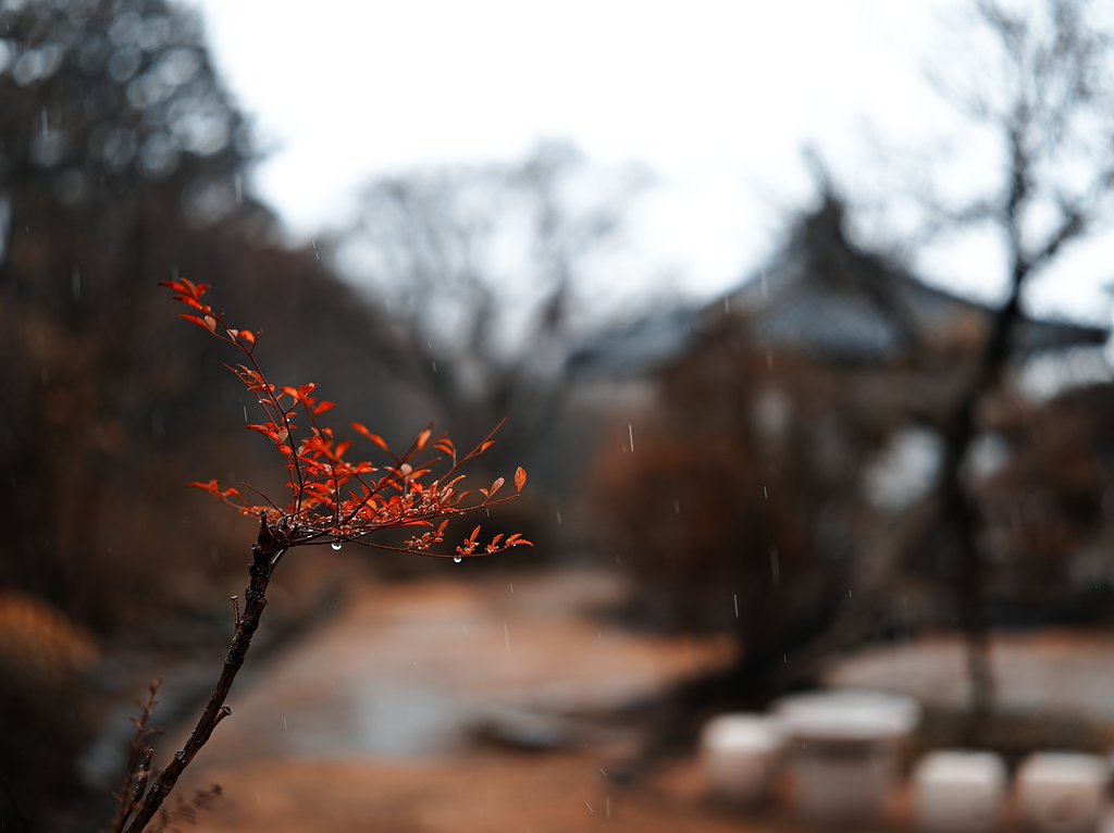 雨日