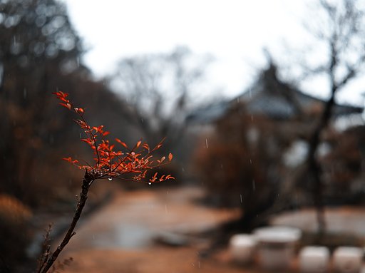 雨日
