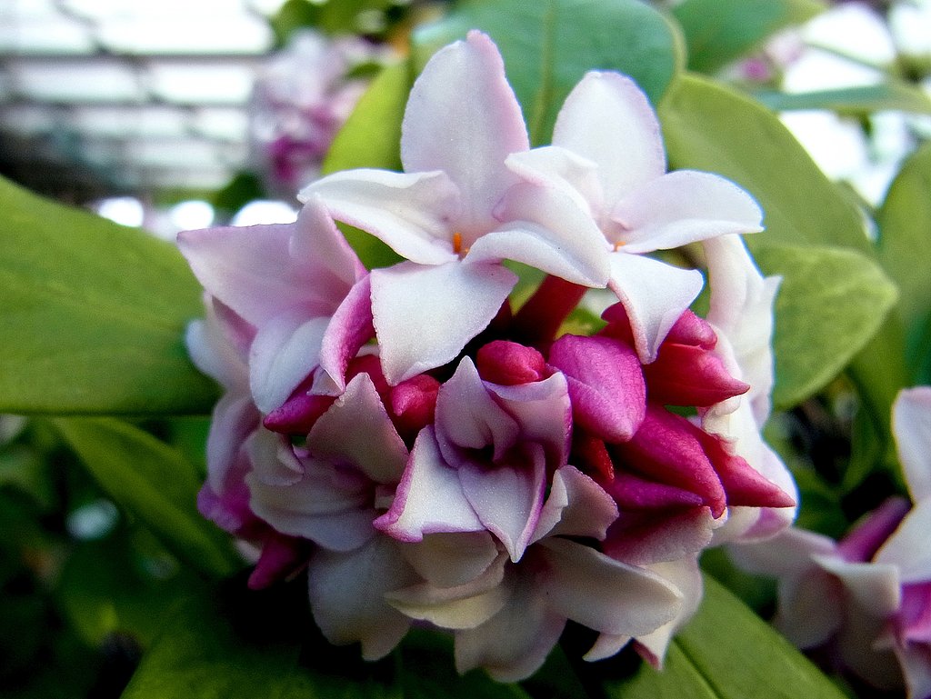 沈丁花　３