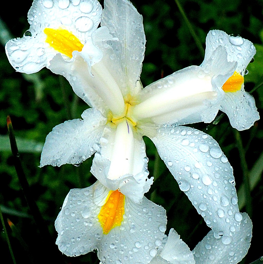 Tamron 28-300mmF3.5-6.3 macro