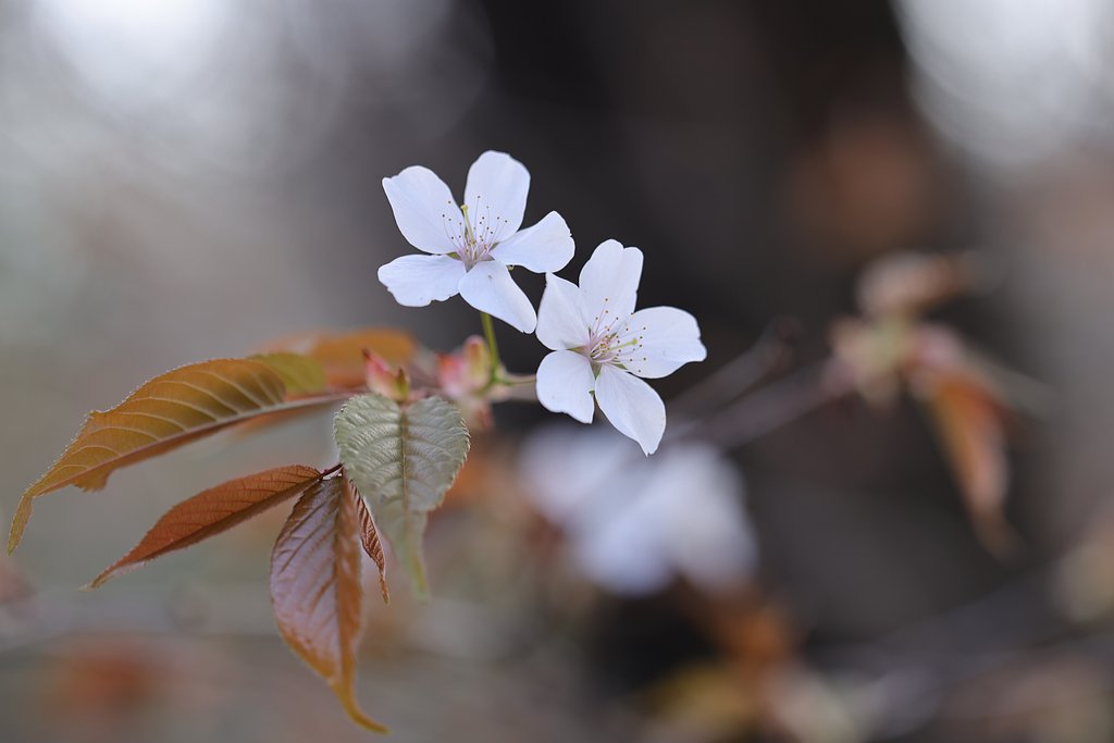 花より前に葉が出る