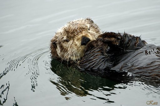 Sea Otter