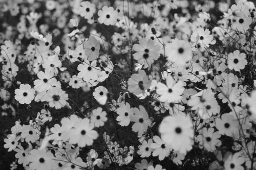 花束