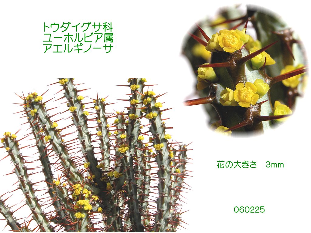 トゲトゲに小花