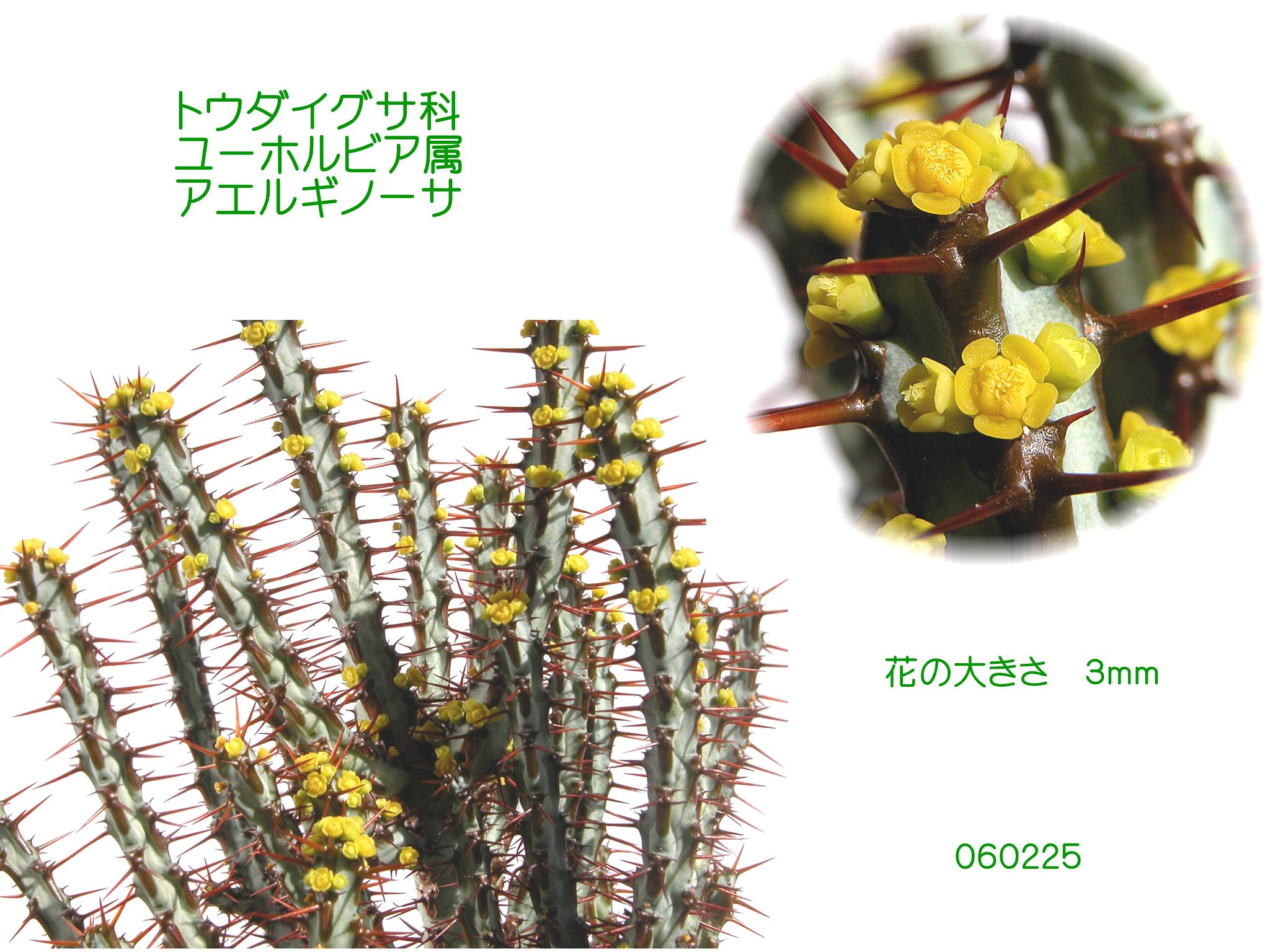 トゲトゲに小花