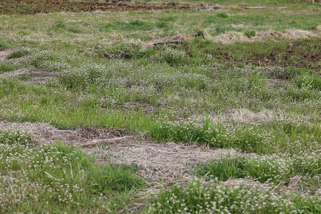 そろそろ田植えの準備