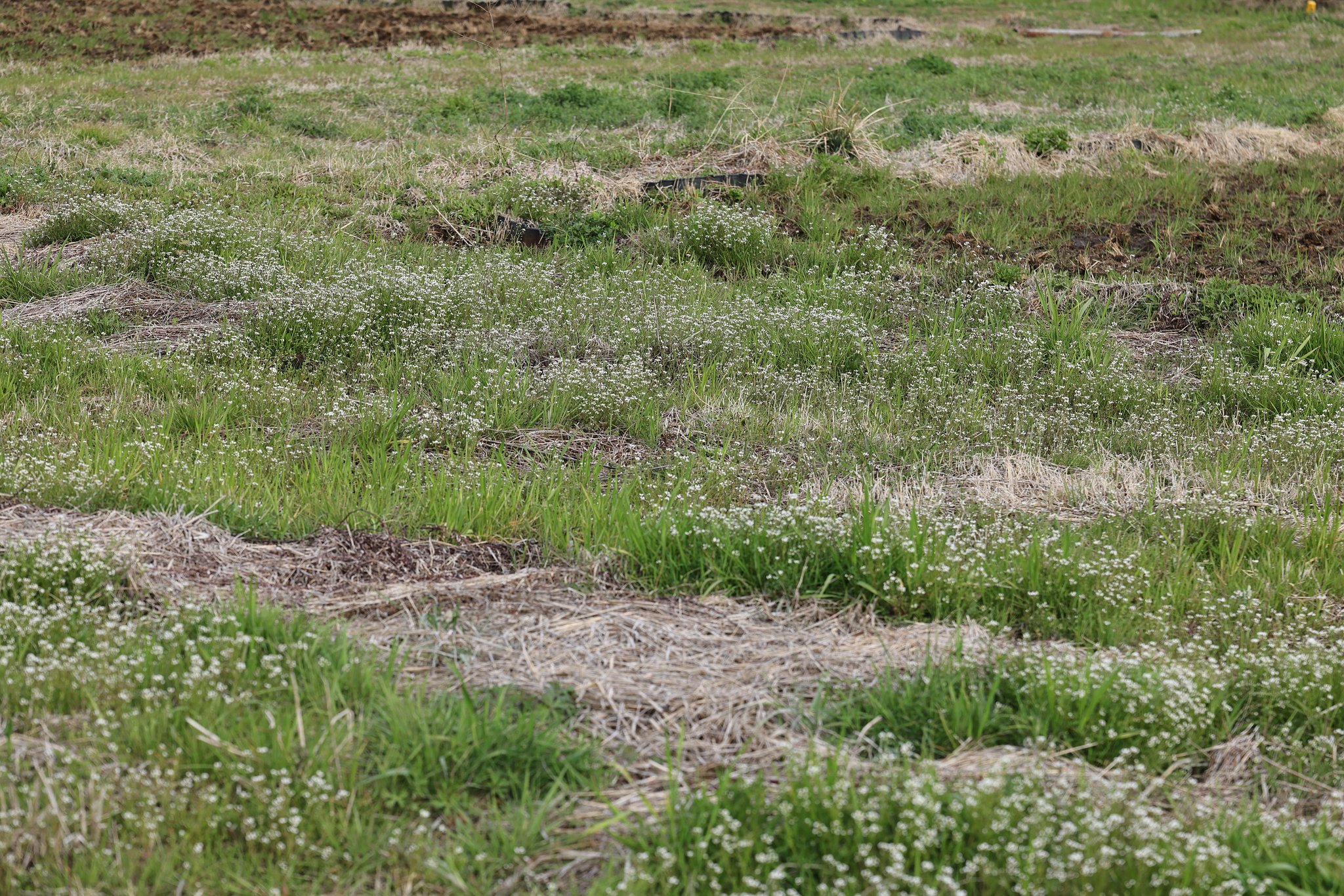 そろそろ田植えの準備