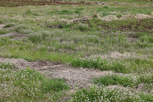 そろそろ田植えの準備