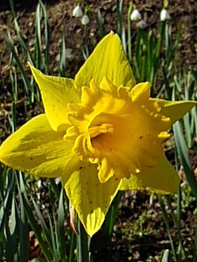 長峰公園の花壇の黄スイセン