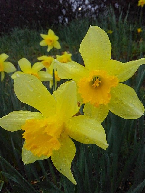 雨の雫が付いた公園のスイセンの花