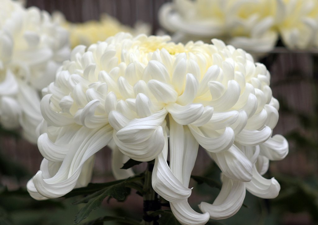 菊花大会