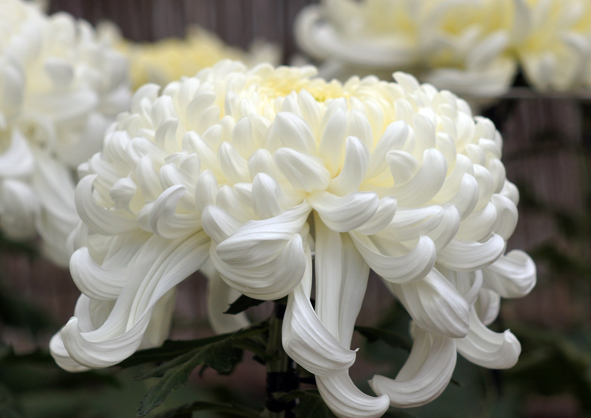 菊花大会