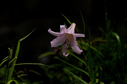 チラチラ咲き始めました