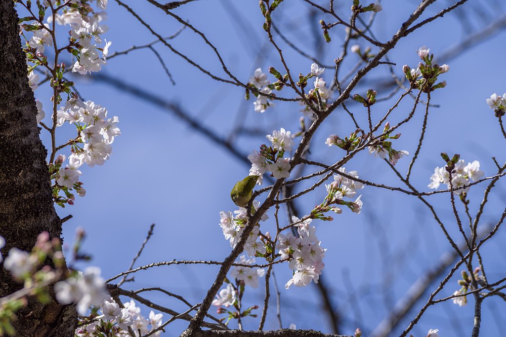 お花見の頭上には