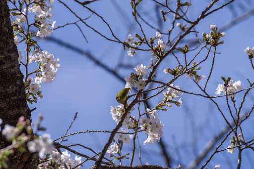 お花見の頭上には
