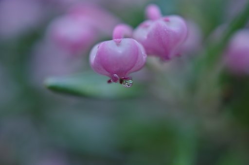 ヒメシャクナゲ