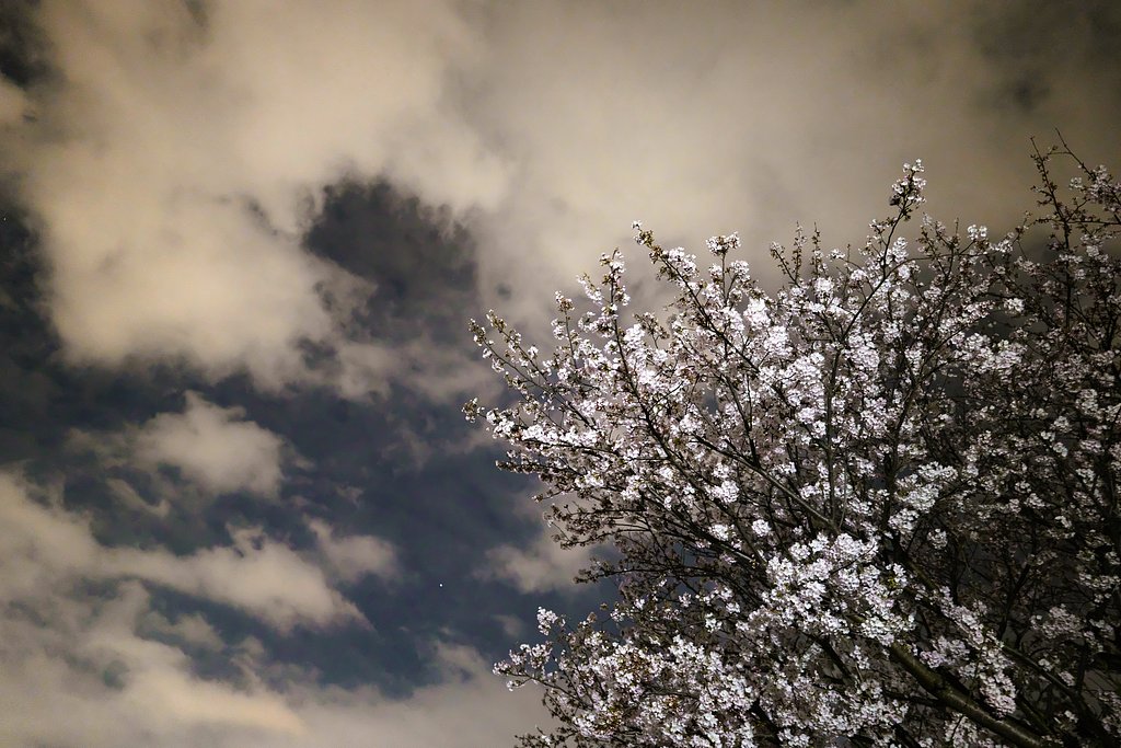 夜桜