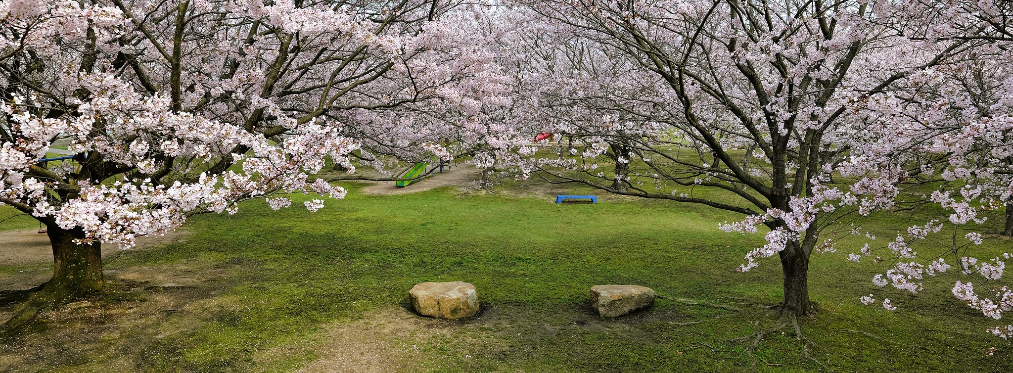 桜