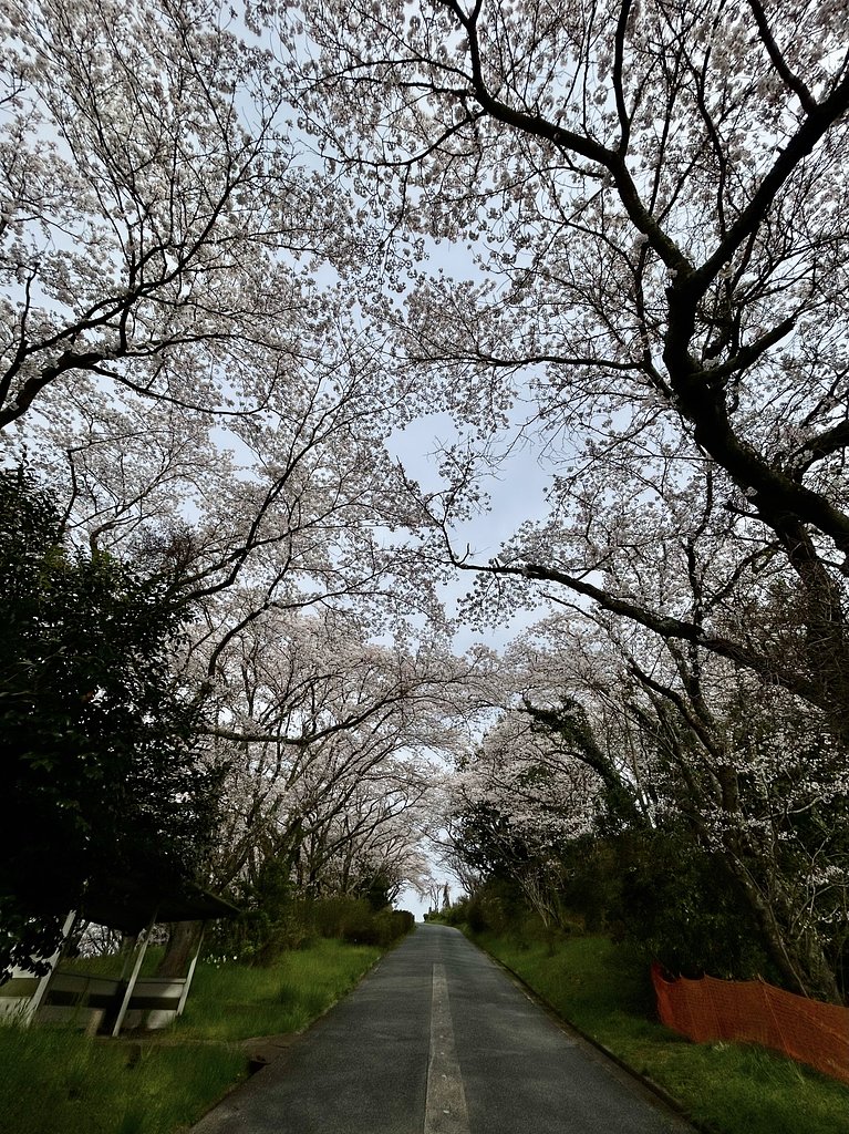 桜並木
