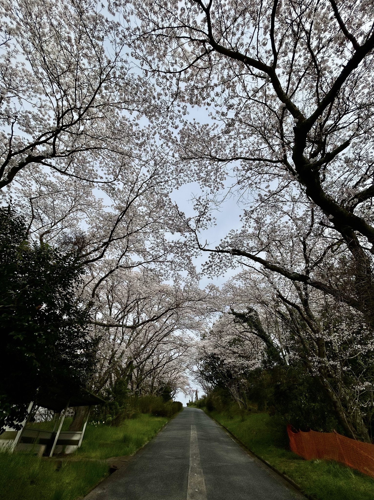 桜並木