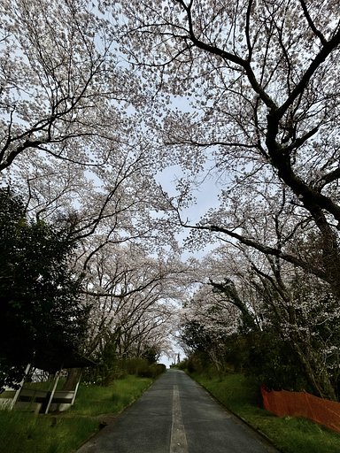 桜並木