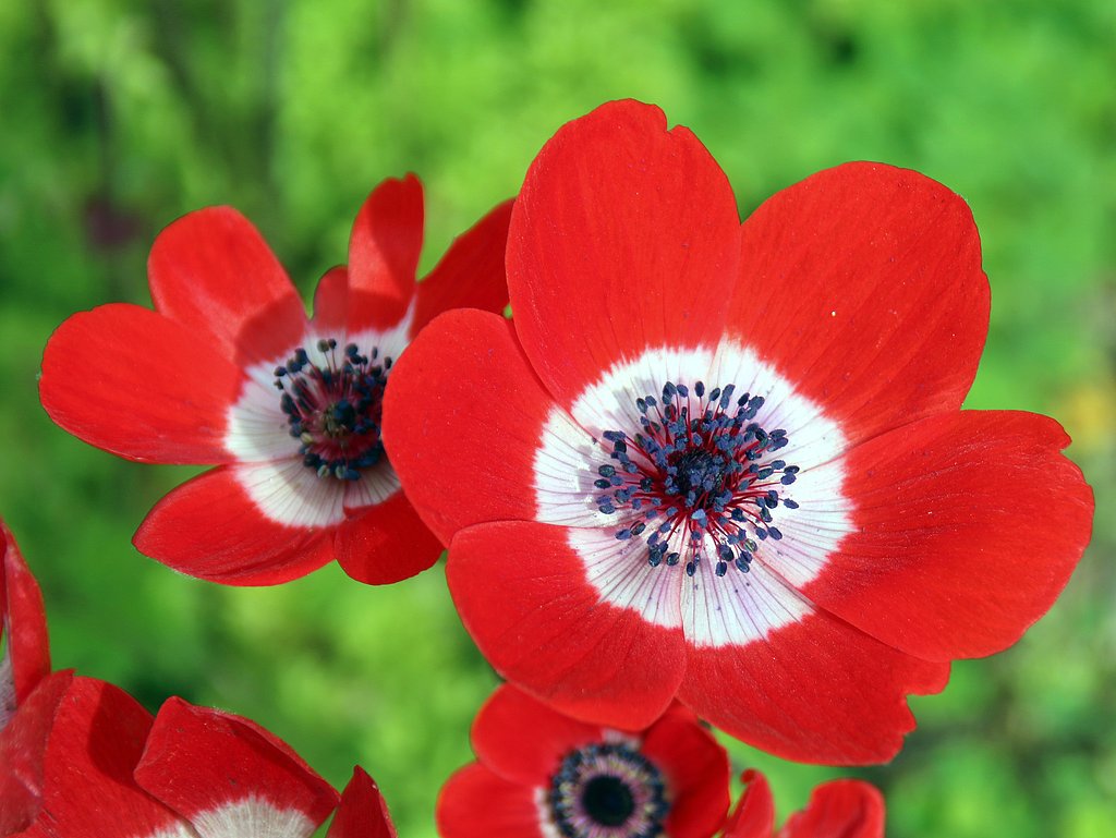 Tamron 28-300mmF3.5-6.3 macro