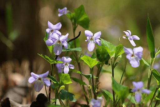 しゃがんでお花見