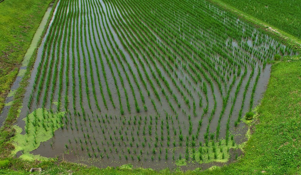 田植え