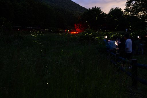 ほたるの光