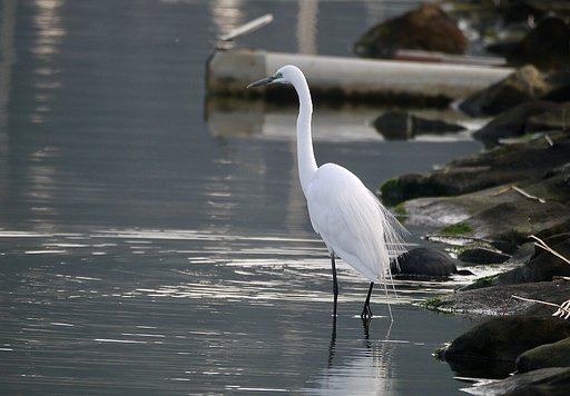 ダイサギ