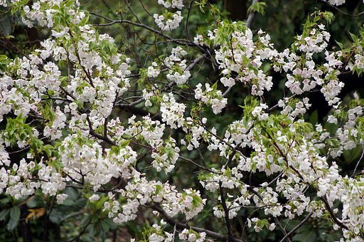 雨後山桜