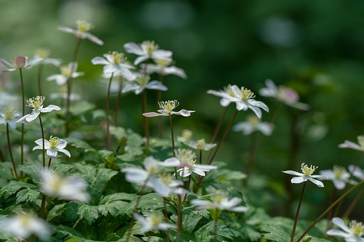 華やかに、ニリンソウ群生