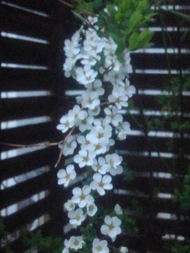 4月3日の写真