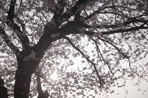 桜幻郷