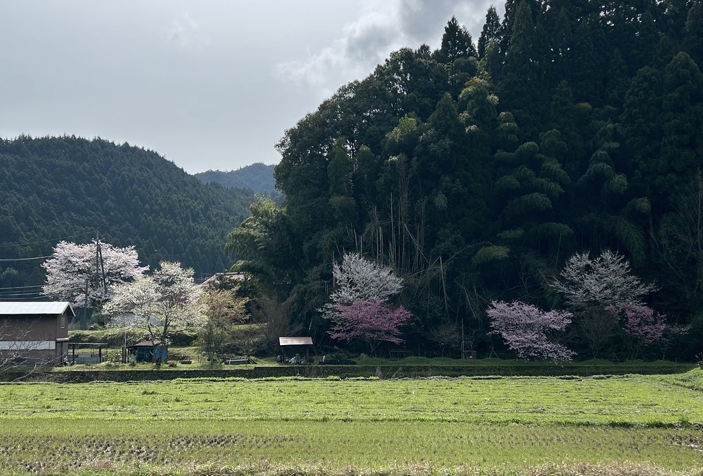 満開の桜
